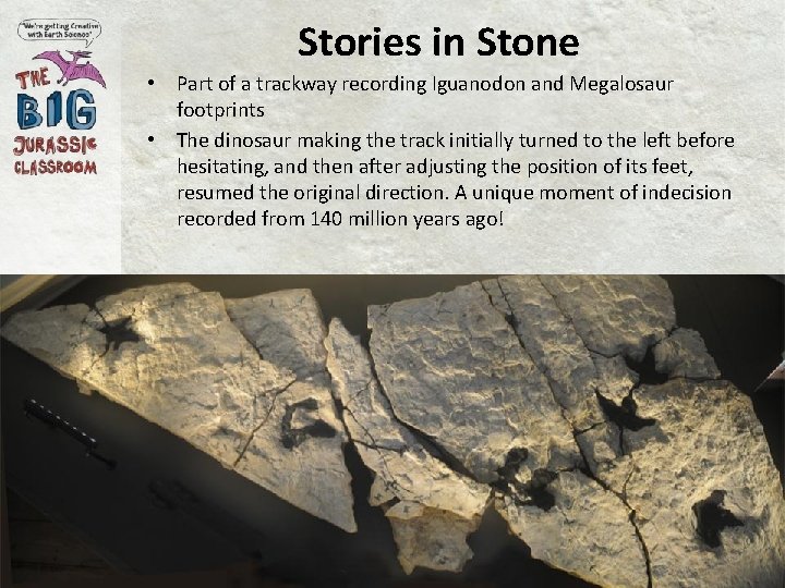 Stories in Stone • Part of a trackway recording Iguanodon and Megalosaur footprints •