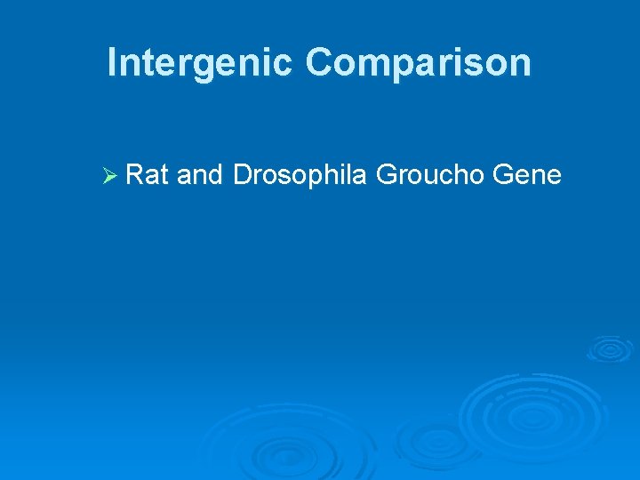 Intergenic Comparison Ø Rat and Drosophila Groucho Gene 