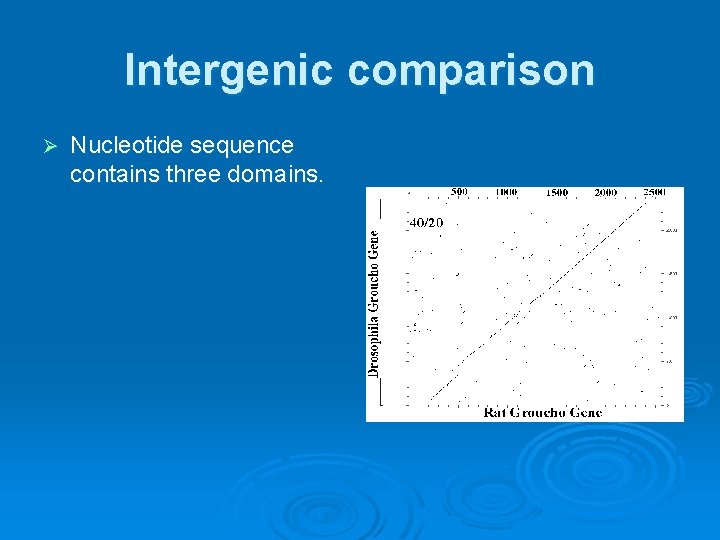 Intergenic comparison Ø Nucleotide sequence contains three domains. 