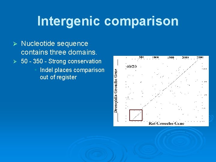 Intergenic comparison Ø Nucleotide sequence contains three domains. Ø 50 - 350 - Strong