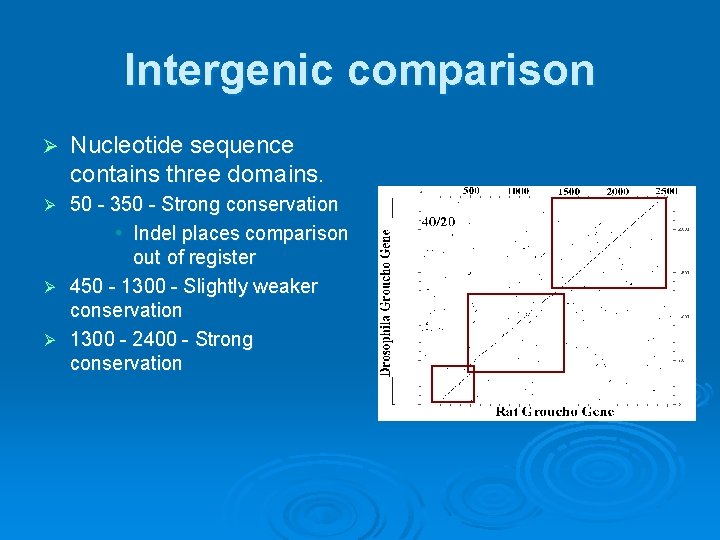 Intergenic comparison Ø Nucleotide sequence contains three domains. 50 - 350 - Strong conservation