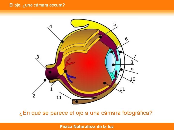 El ojo, ¿una cámara oscura? ¿En qué se parece el ojo a una cámara
