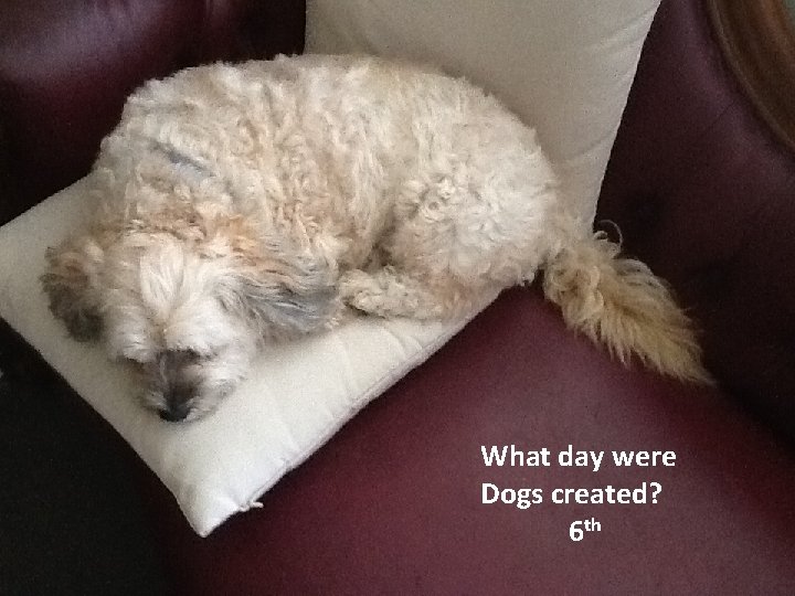 What day were Dogs created? 6 th What day were Dogs created? 6 th