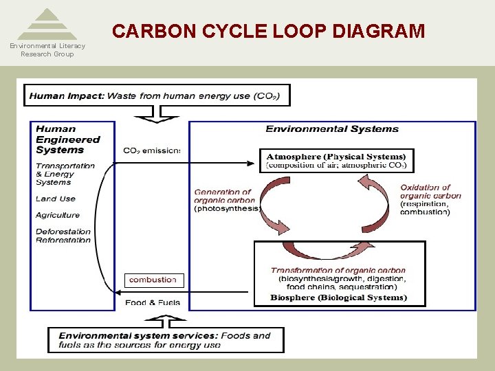 Environmental Literacy Research Group CARBON CYCLE LOOP DIAGRAM 