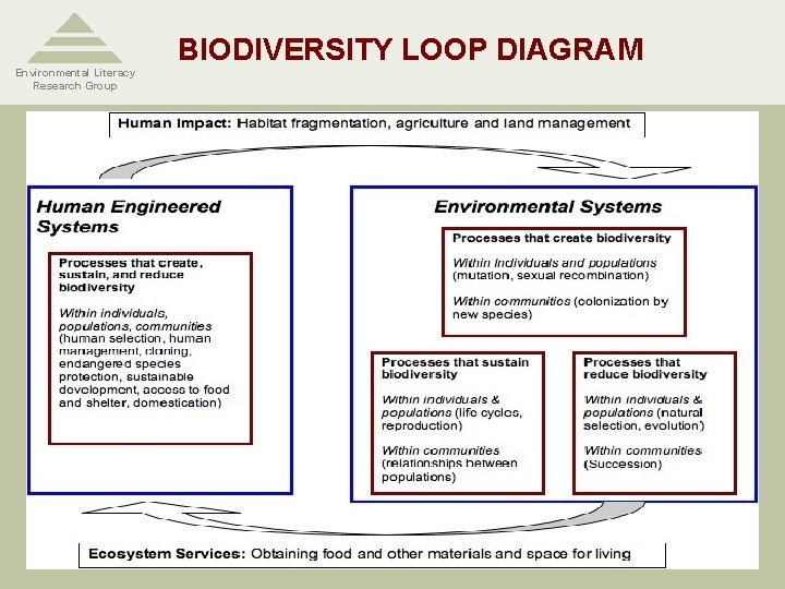 Environmental Literacy Research Group BIODIVERSITY LOOP DIAGRAM 