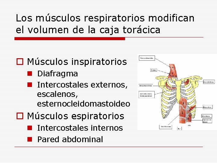 Los músculos respiratorios modifican el volumen de la caja torácica o Músculos inspiratorios n