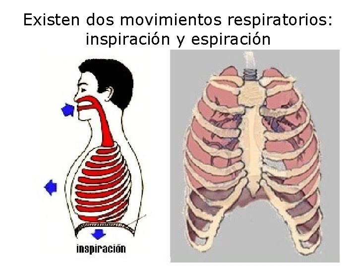 Existen dos movimientos respiratorios: inspiración y espiración 