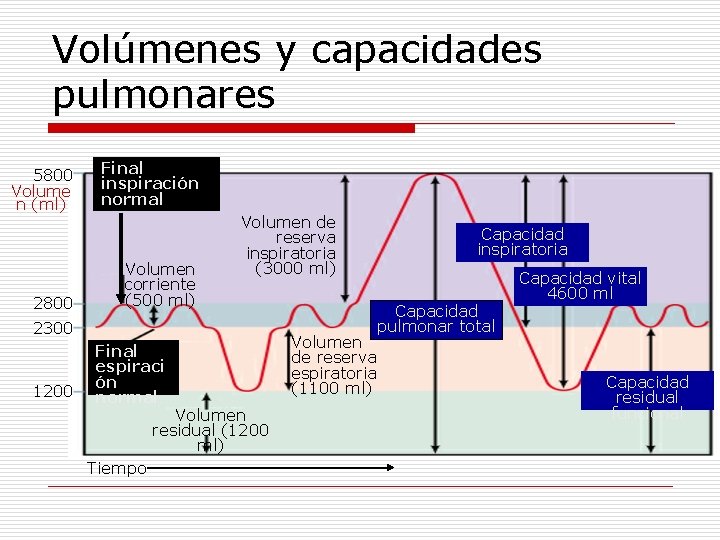 Volúmenes y capacidades pulmonares 5800 Volume n (ml) 2800 Final inspiración normal Volumen corriente