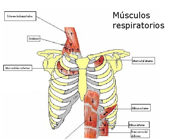 Músculos respiratorios 
