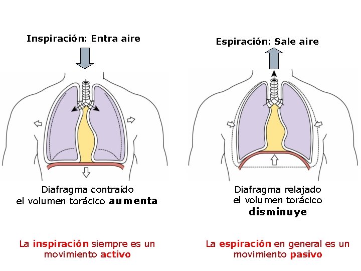 Inspiración: Entra aire Espiración: Sale aire Diafragma contraído el volumen torácico aumenta Diafragma relajado