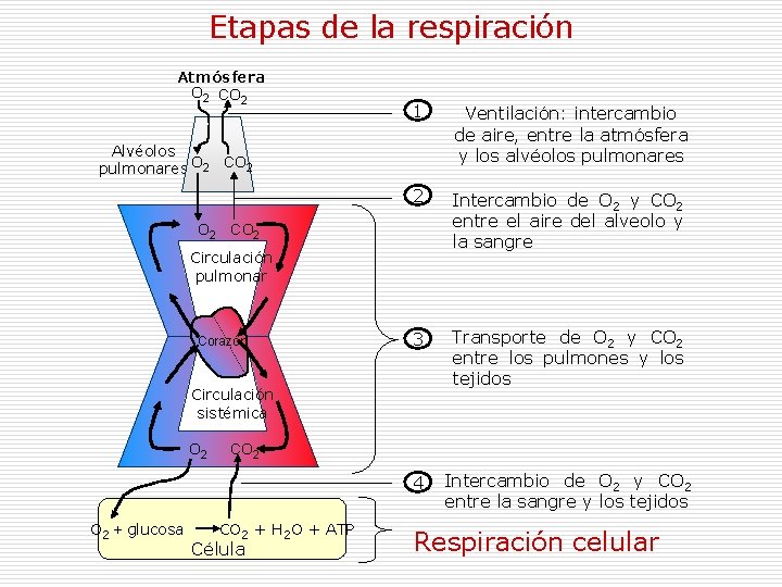 Etapas de la respiración Atmósfera O 2 CO 2 1 Ventilación: intercambio de aire,