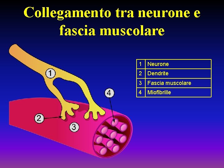 Collegamento tra neurone e fascia muscolare 1 Neurone 2 Dendrite 3 Fascia muscolare 4