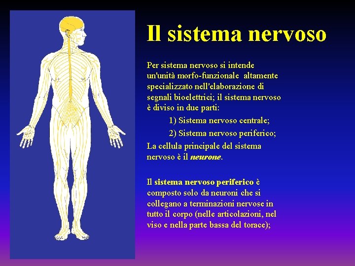 Il sistema nervoso Per sistema nervoso si intende un'unità morfo-funzionale altamente specializzato nell'elaborazione di
