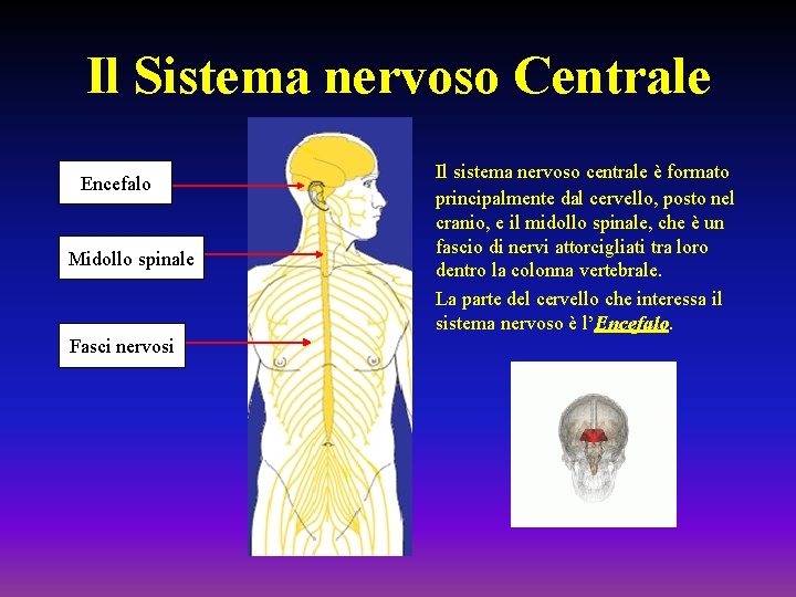 Il Sistema nervoso Centrale Encefalo Midollo spinale Fasci nervosi Il sistema nervoso centrale è