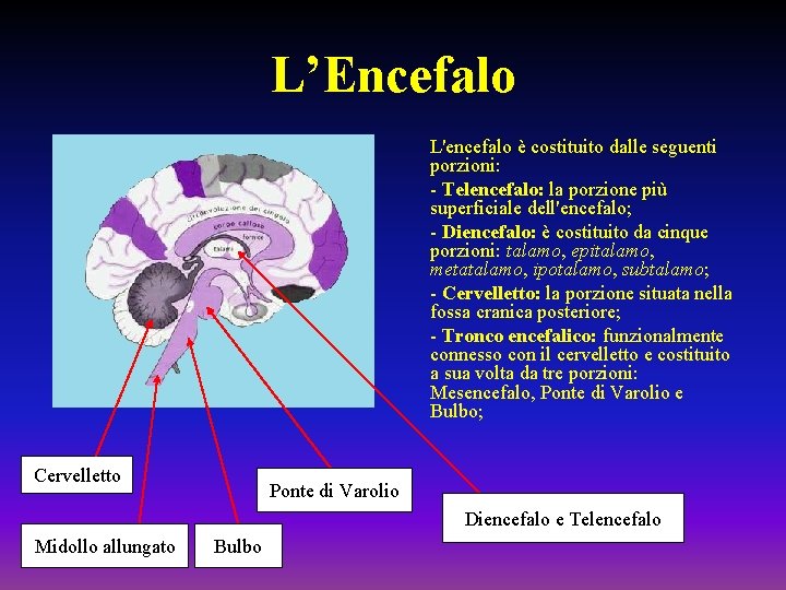 L’Encefalo L'encefalo è costituito dalle seguenti porzioni: - Telencefalo: la porzione più superficiale dell'encefalo;