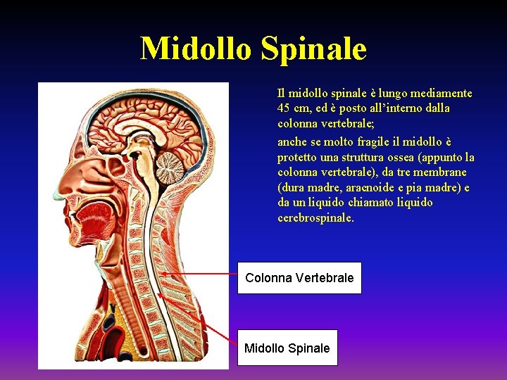 Midollo Spinale Il midollo spinale è lungo mediamente 45 cm, ed è posto all’interno