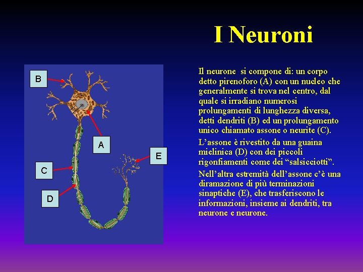I Neuroni B A E C D Il neurone si compone di: un corpo