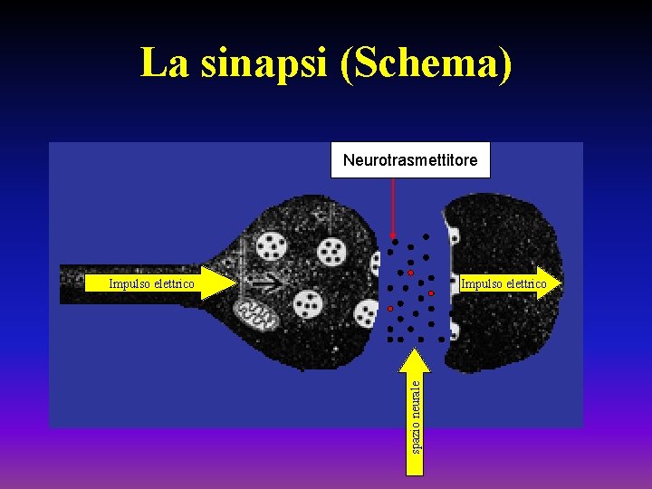 La sinapsi (Schema) Neurotrasmettitore Impulso elettrico spazio neurale Impulso elettrico 