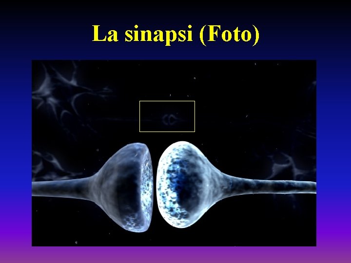 La sinapsi (Foto) 