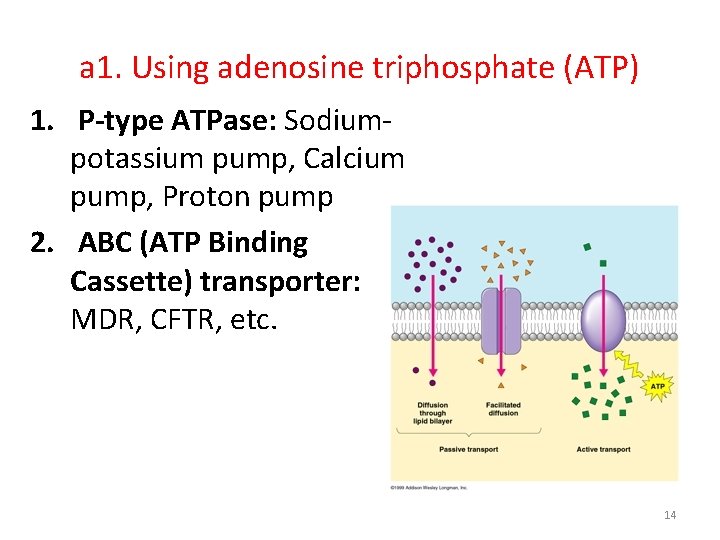 a 1. Using adenosine triphosphate (ATP) 1. P-type ATPase: Sodiumpotassium pump, Calcium pump, Proton a 1. Using adenosine triphosphate (ATP) 1. P-type ATPase: Sodiumpotassium pump, Calcium pump, Proton