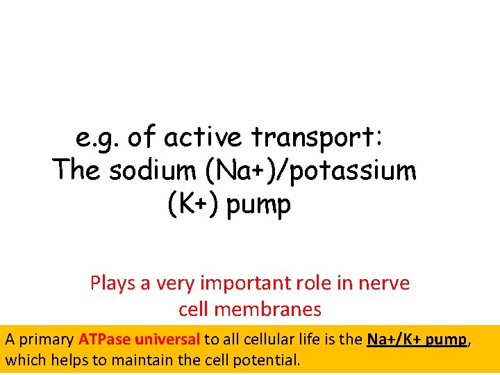 e. g. of active transport: The sodium (Na+)/potassium (K+) pump Plays a very important e. g. of active transport: The sodium (Na+)/potassium (K+) pump Plays a very important