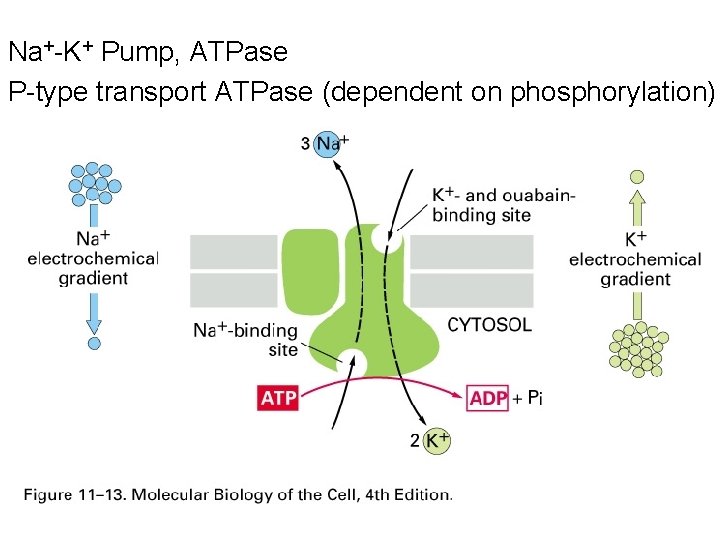 Na+-K+ Pump, ATPase P-type transport ATPase (dependent on phosphorylation) Na+-K+ Pump, ATPase P-type transport ATPase (dependent on phosphorylation)