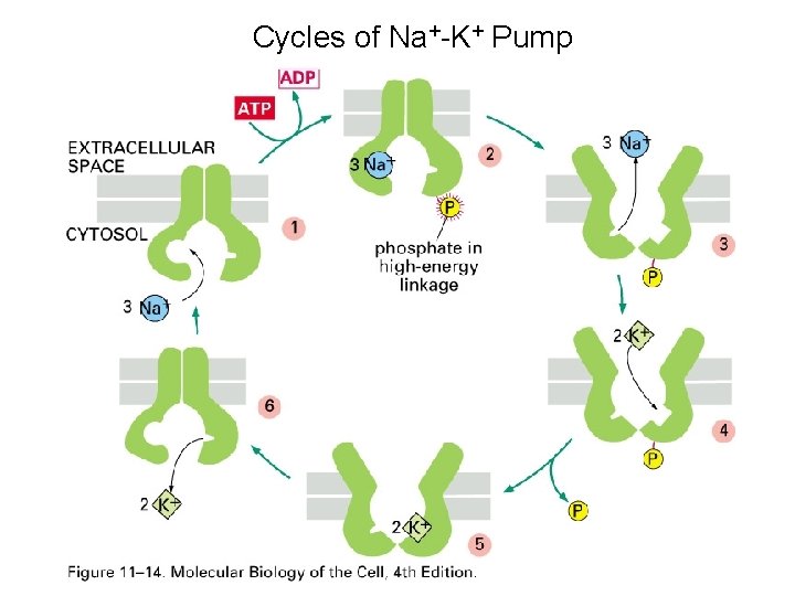 Cycles of Na+-K+ Pump Cycles of Na+-K+ Pump