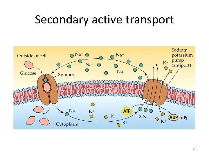 Secondary active transport 24 Secondary active transport 24