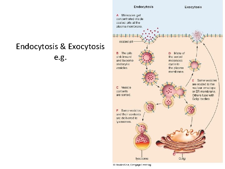 Endocytosis & Exocytosis e. g. 28 Endocytosis & Exocytosis e. g. 28