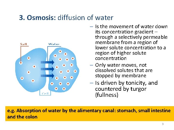 3. Osmosis: diffusion of water – Is the movement of water down its concentration 3. Osmosis: diffusion of water – Is the movement of water down its concentration