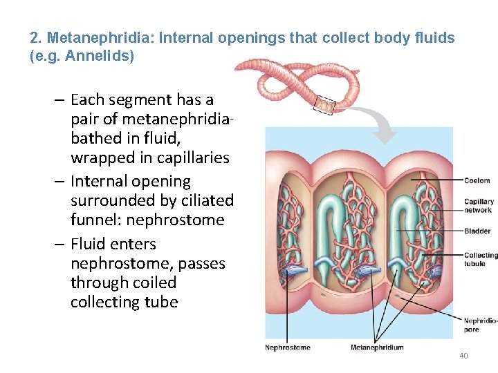 2. Metanephridia: Internal openings that collect body fluids (e. g. Annelids) – Each segment 2. Metanephridia: Internal openings that collect body fluids (e. g. Annelids) – Each segment