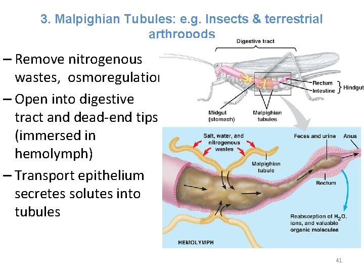 3. Malpighian Tubules: e. g. Insects & terrestrial arthropods – Remove nitrogenous wastes, osmoregulation 3. Malpighian Tubules: e. g. Insects & terrestrial arthropods – Remove nitrogenous wastes, osmoregulation
