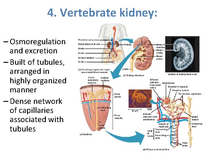 4. Vertebrate kidney: – Osmoregulation and excretion – Built of tubules, arranged in highly 4. Vertebrate kidney: – Osmoregulation and excretion – Built of tubules, arranged in highly