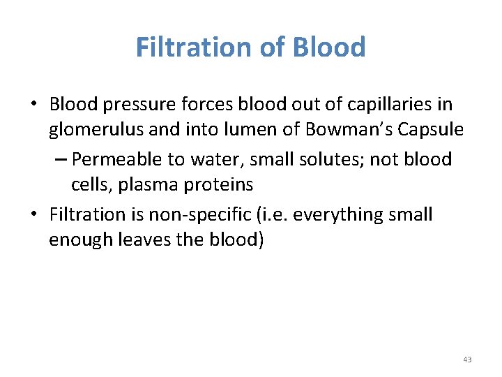 Filtration of Blood • Blood pressure forces blood out of capillaries in glomerulus and Filtration of Blood • Blood pressure forces blood out of capillaries in glomerulus and