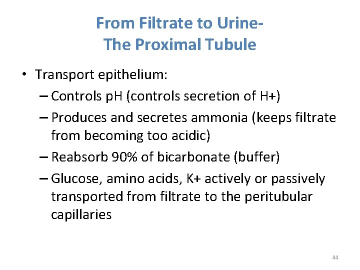 From Filtrate to Urine- The Proximal Tubule • Transport epithelium: – Controls p. H From Filtrate to Urine- The Proximal Tubule • Transport epithelium: – Controls p. H