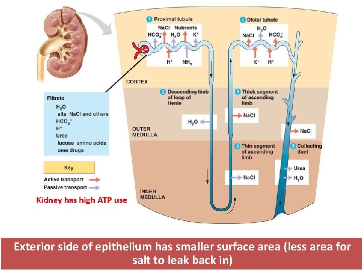 Kidney has high ATP use Exterior side of epithelium has smaller surface area (less Kidney has high ATP use Exterior side of epithelium has smaller surface area (less