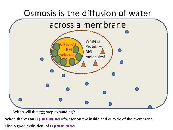 Osmosis is the diffusion of water across a membrane Yolk is FAT – BIG