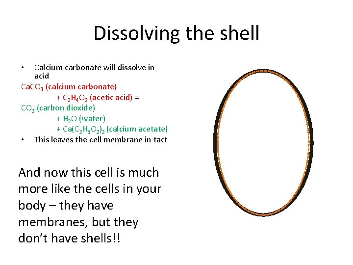 Dissolving the shell Calcium carbonate will dissolve in acid Ca. CO 3 (calcium carbonate)