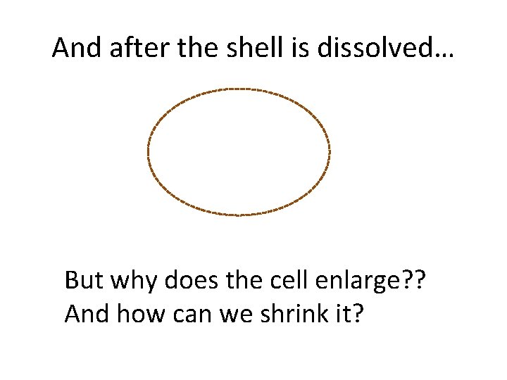 And after the shell is dissolved… But why does the cell enlarge? ? And