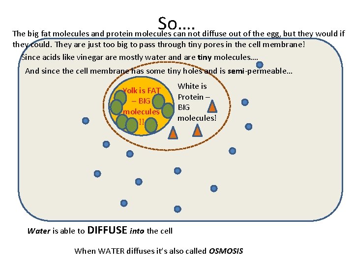 So…. The big fat molecules and protein molecules can not diffuse out of the
