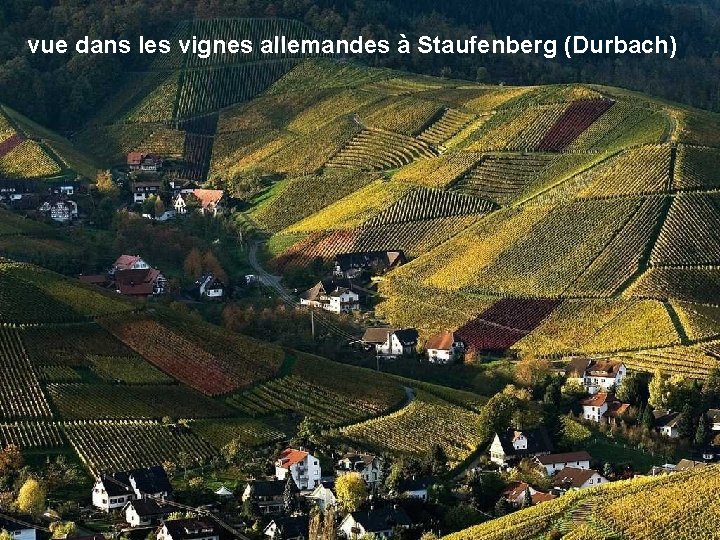 vue dans les vignes allemandes à Staufenberg (Durbach) 