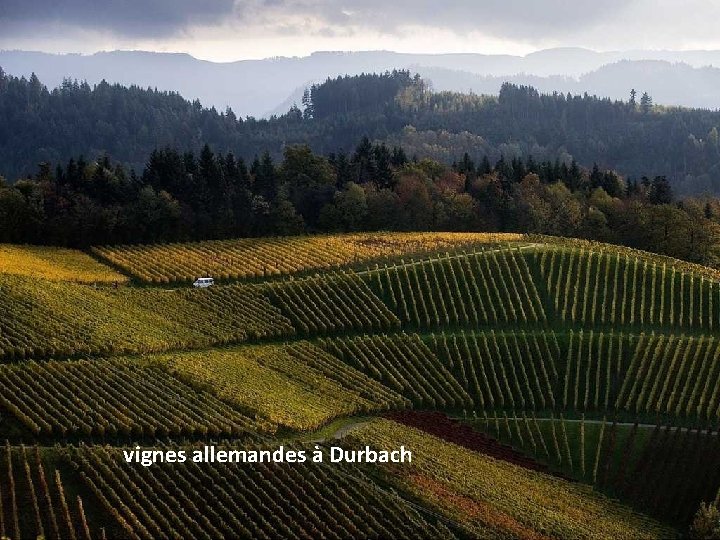 vignes allemandes à Durbach 