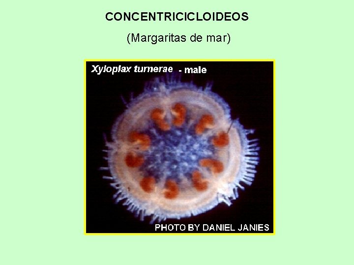 CONCENTRICICLOIDEOS (Margaritas de mar) 