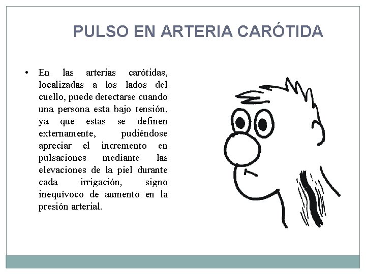 PULSO EN ARTERIA CARÓTIDA • En las arterias carótidas, localizadas a los lados del