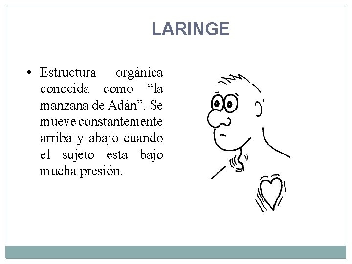 LARINGE • Estructura orgánica conocida como “la manzana de Adán”. Se mueve constantemente arriba