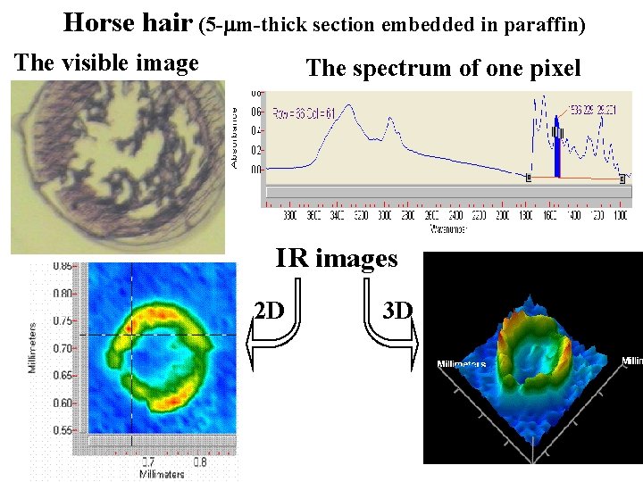 Horse hair (5 - m-thick section embedded in paraffin) The visible image The spectrum