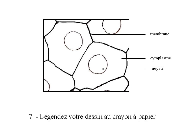 membrane cytoplasme noyau 7 - Légendez votre dessin au crayon à papier 