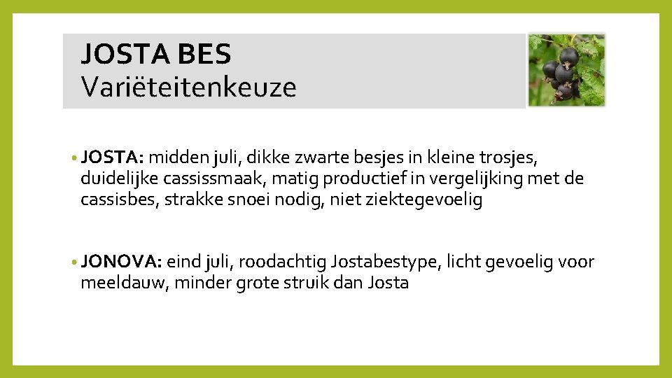  JOSTA BES Variëteitenkeuze • JOSTA: midden juli, dikke zwarte besjes in kleine trosjes,