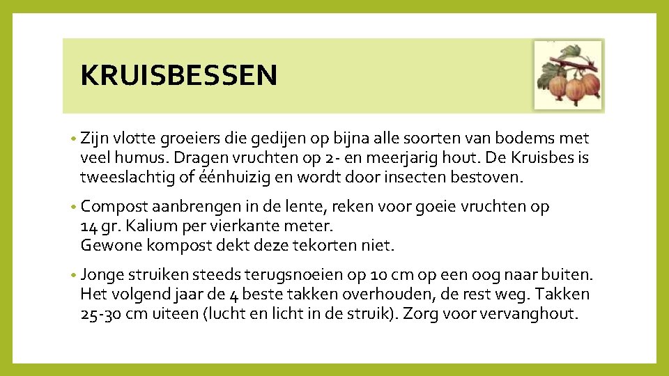  KRUISBESSEN • Zijn vlotte groeiers die gedijen op bijna alle soorten van bodems