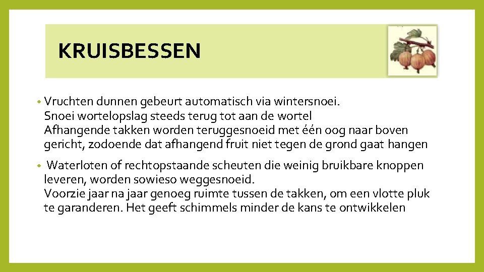  KRUISBESSEN • Vruchten dunnen gebeurt automatisch via wintersnoei. Snoei wortelopslag steeds terug tot